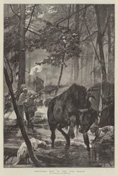 Elk Jagen in het Verre Noorden